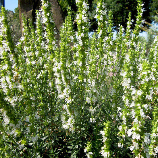 Превью изображения