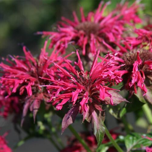 Превью изображения