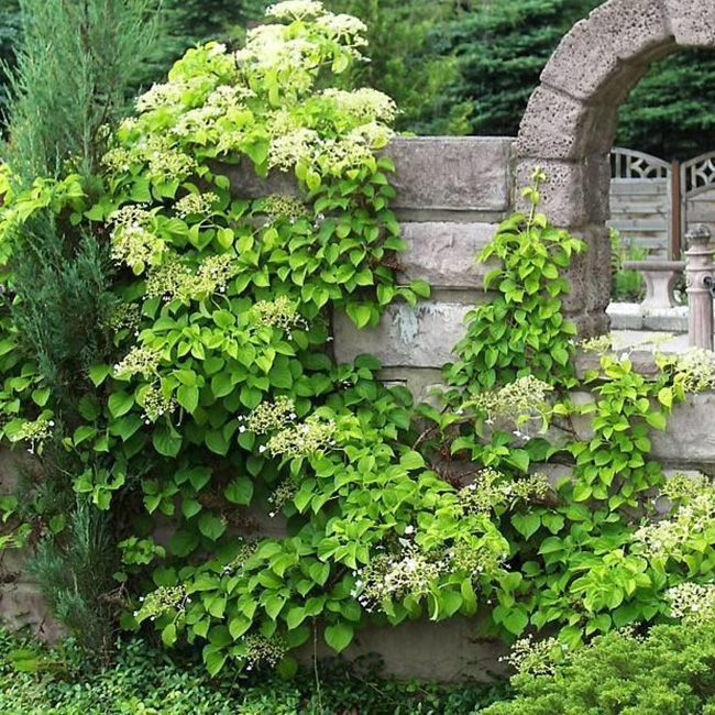 Превью изображения