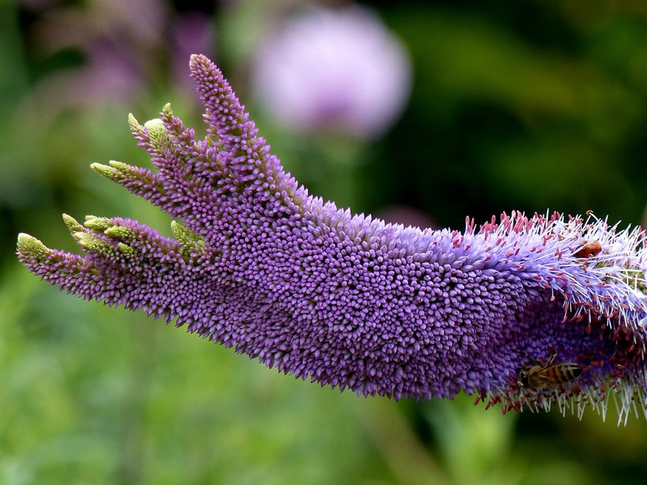 Превью изображения