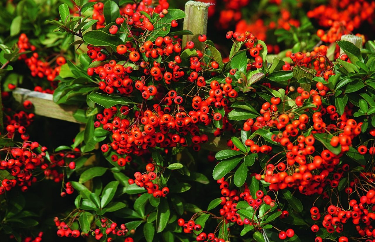 Превью изображения