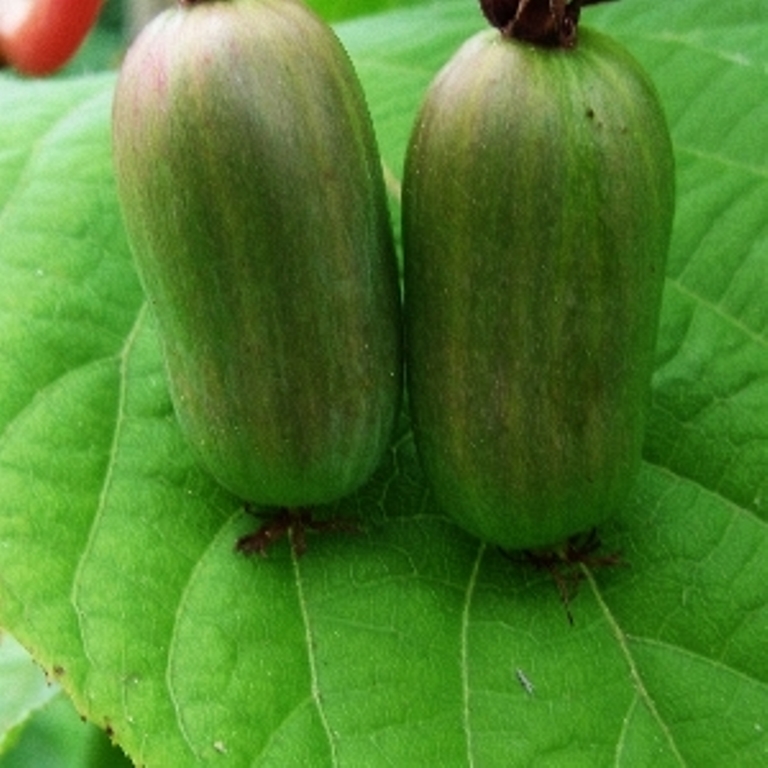 Превью изображения