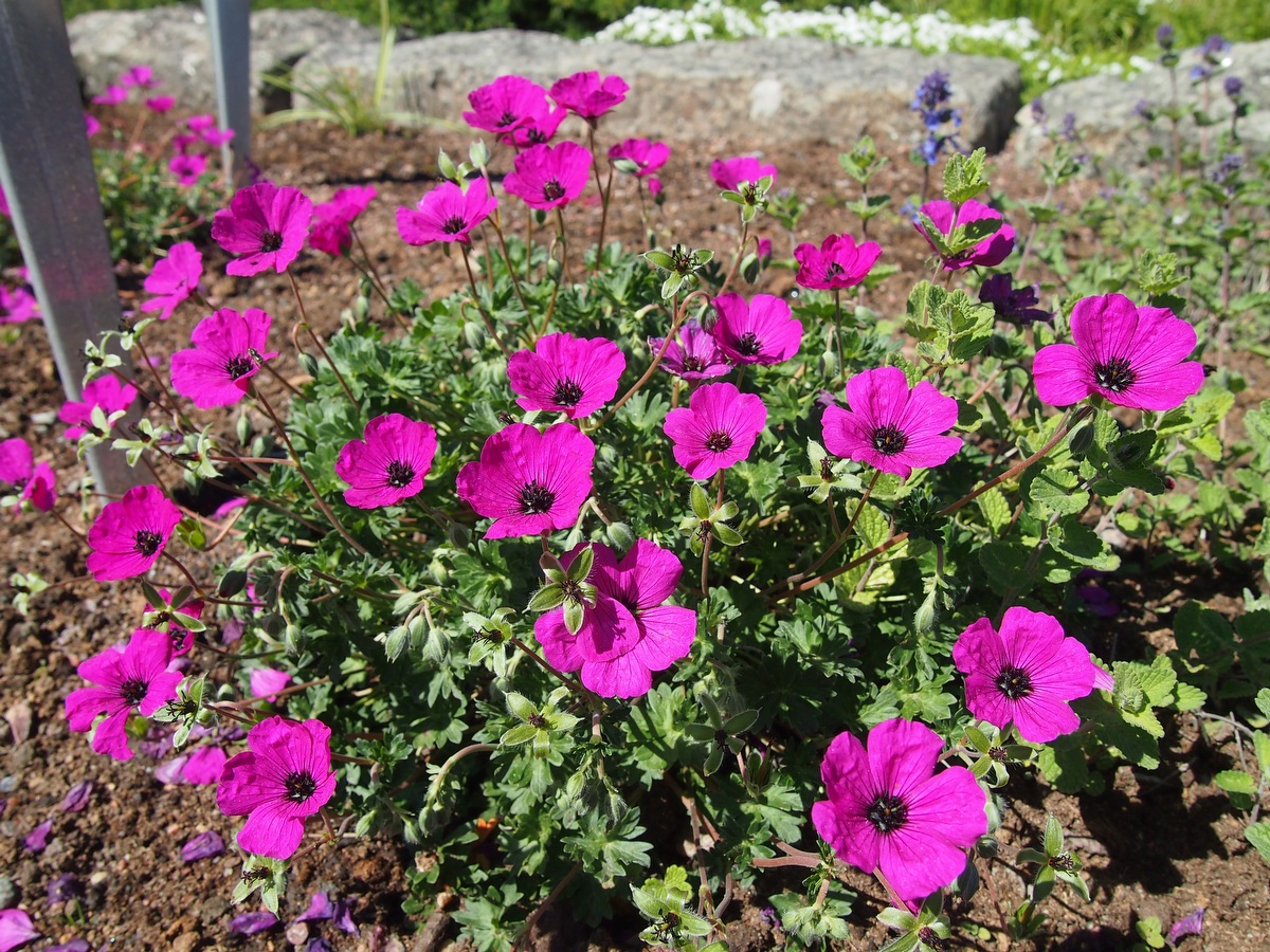 Превью изображения