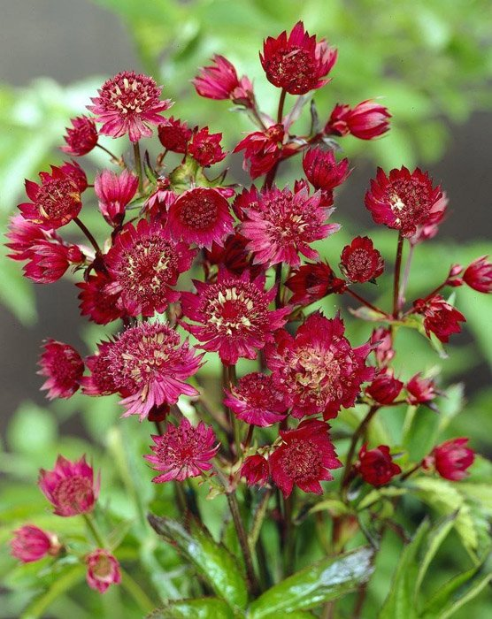 Превью изображения