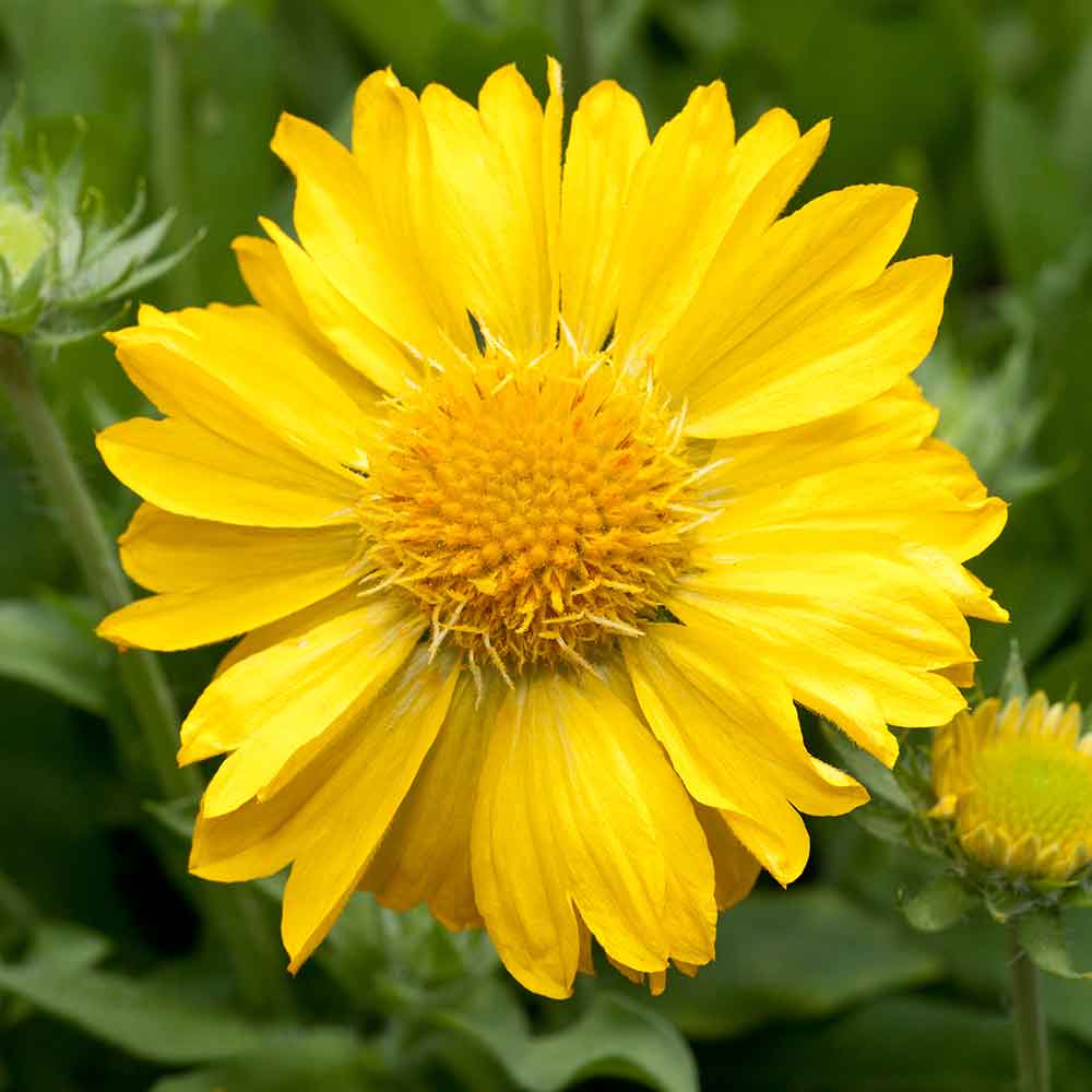 Превью изображения