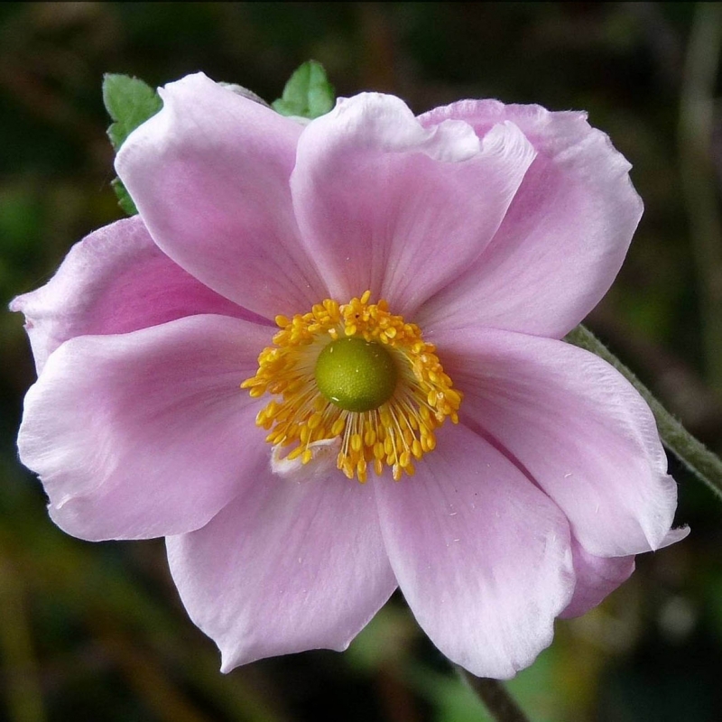 Превью изображения