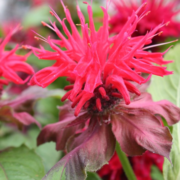 Превью изображения