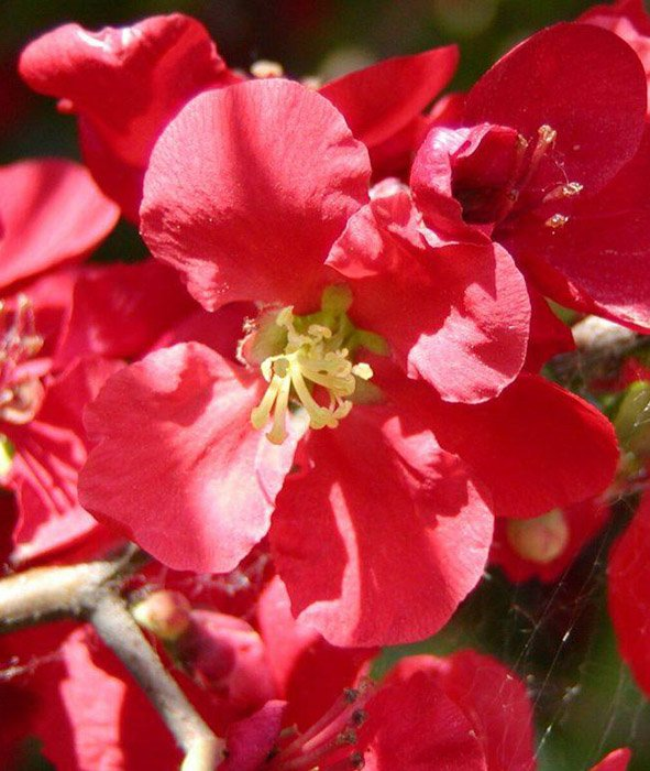 Превью изображения