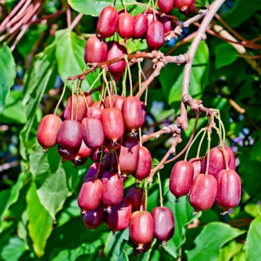 Превью изображения