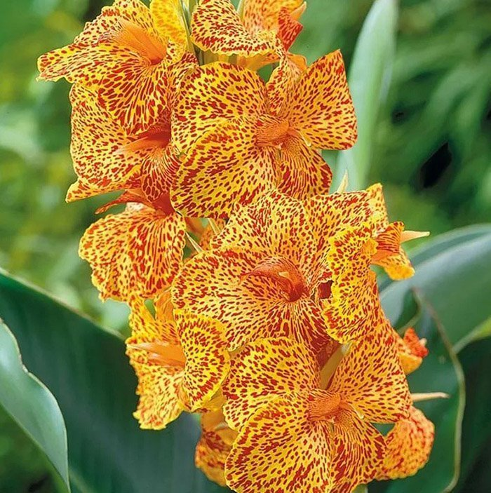 Превью изображения