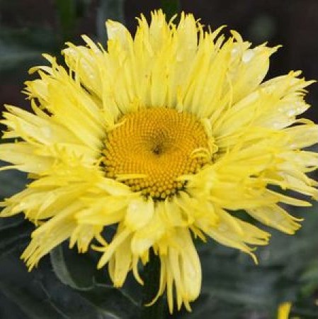 Превью изображения