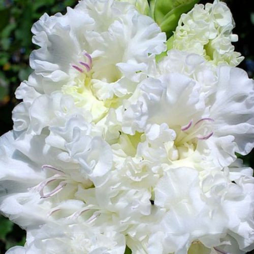 Превью изображения