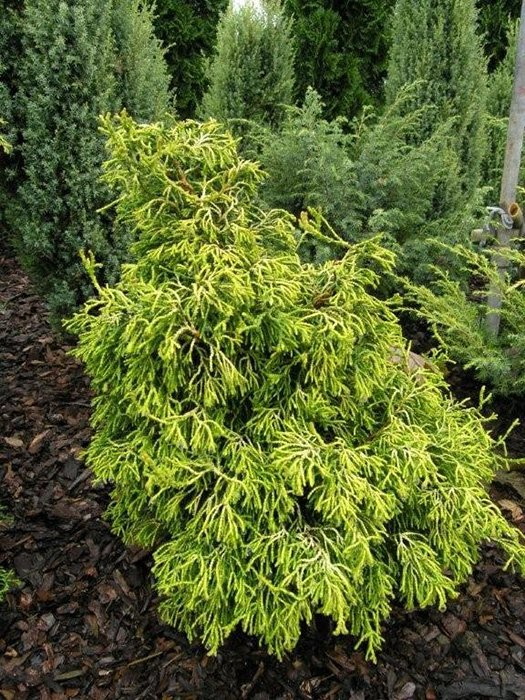 Превью изображения