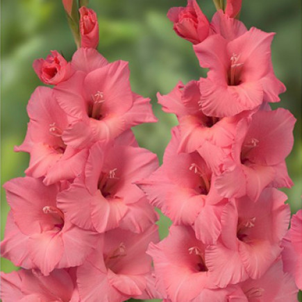 Превью изображения