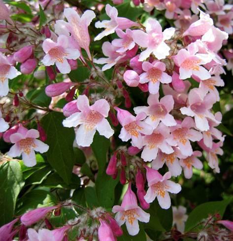 Превью изображения