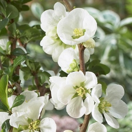 Превью изображения