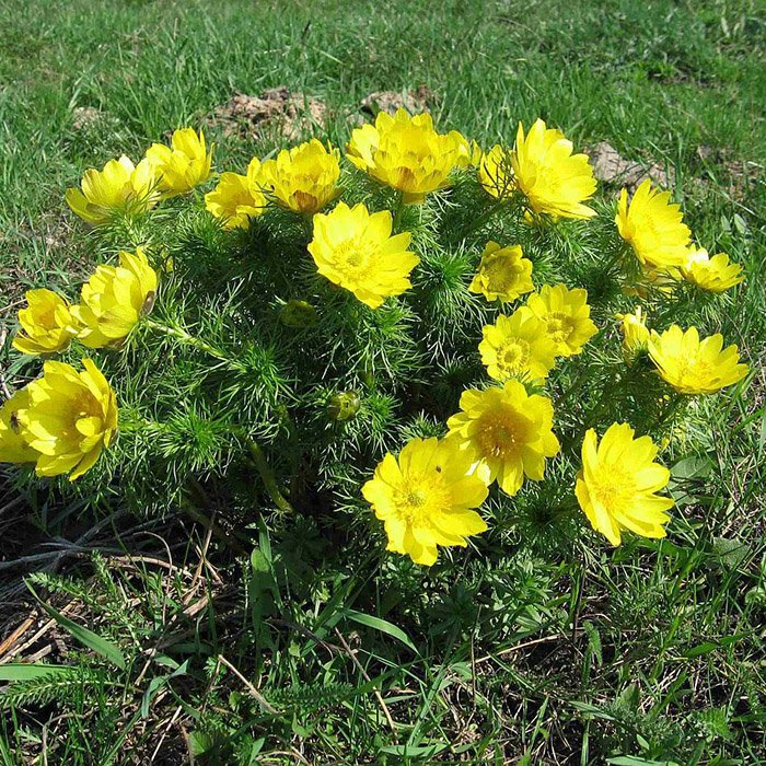 Превью изображения