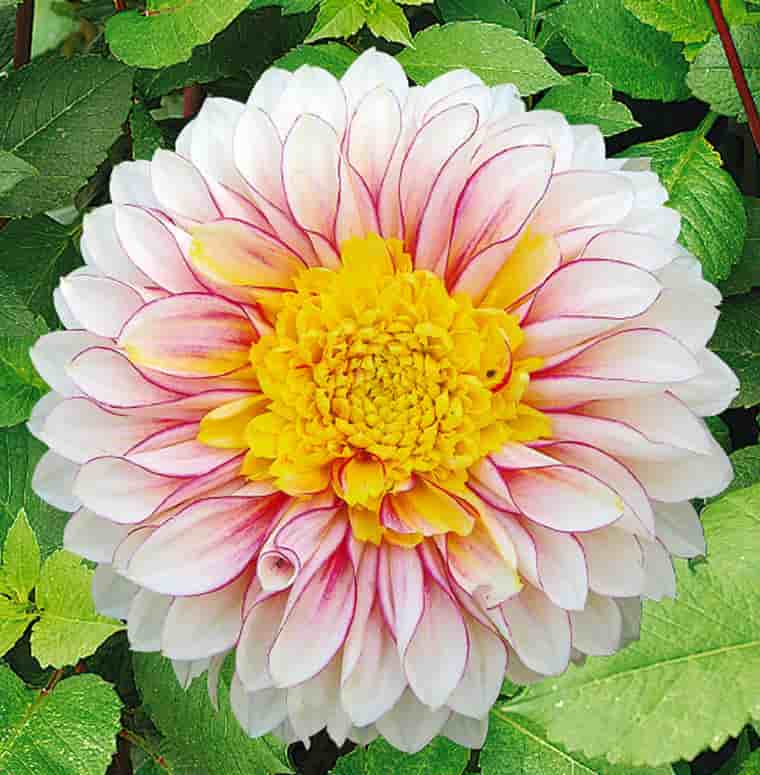 Превью изображения