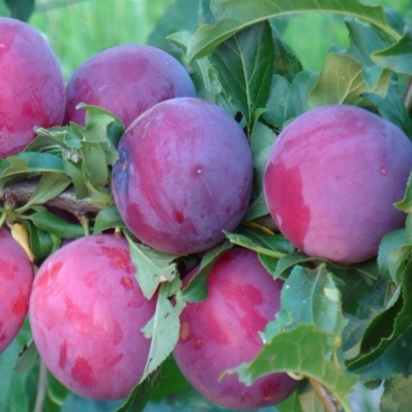 Превью изображения