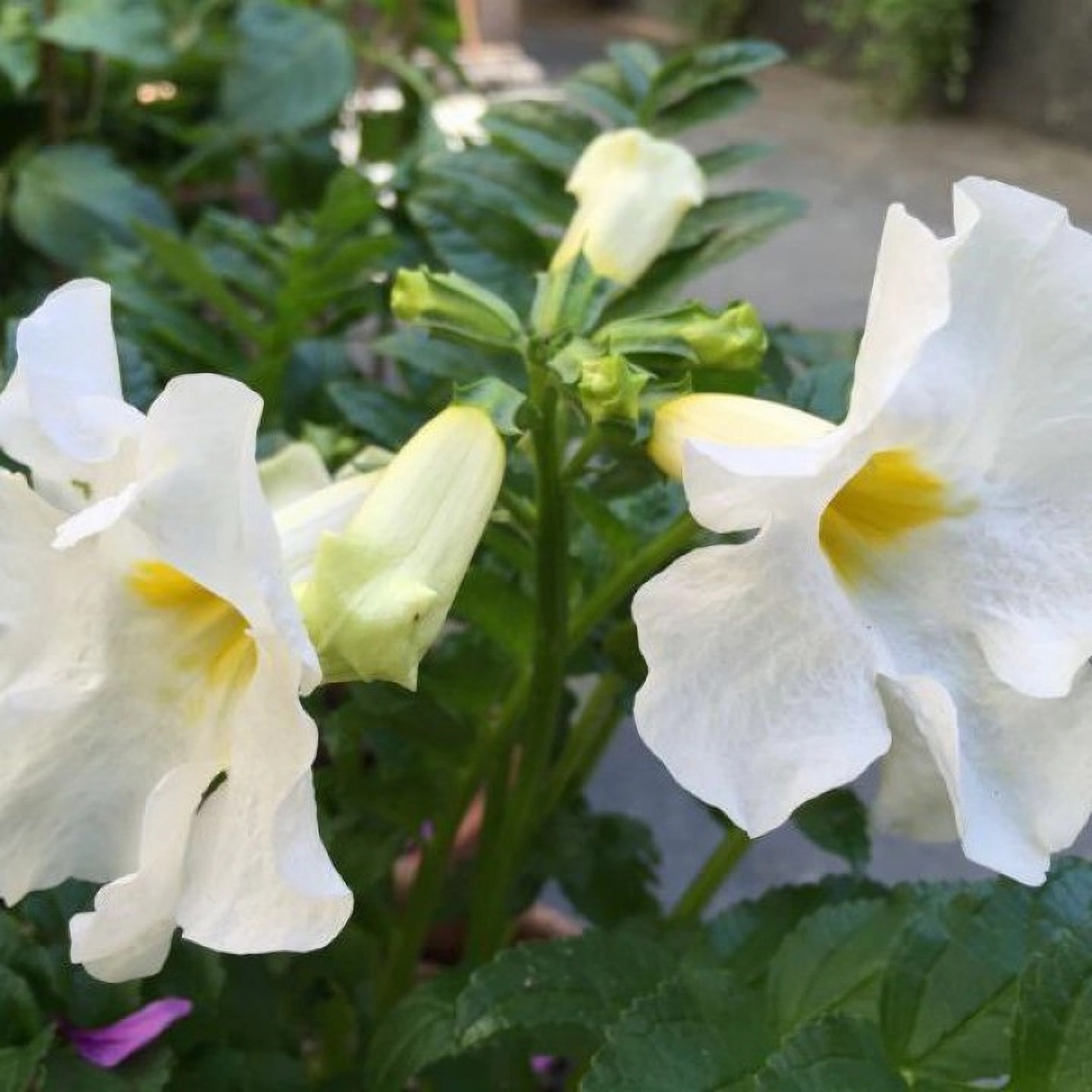 Превью изображения