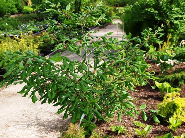 Превью изображения