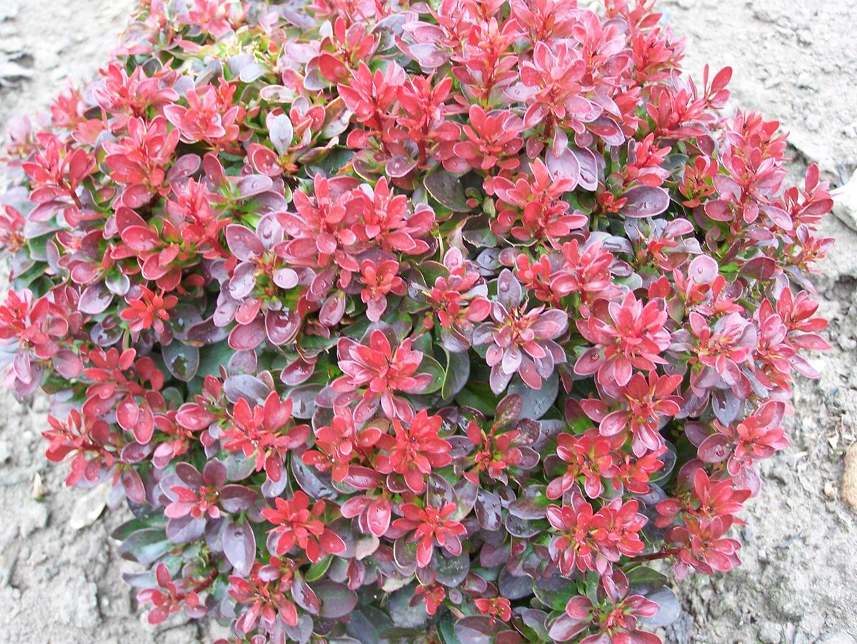 Превью изображения