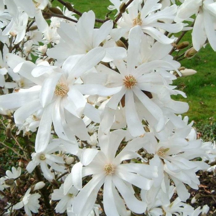 Превью изображения