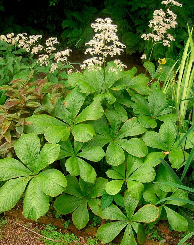 Превью изображения