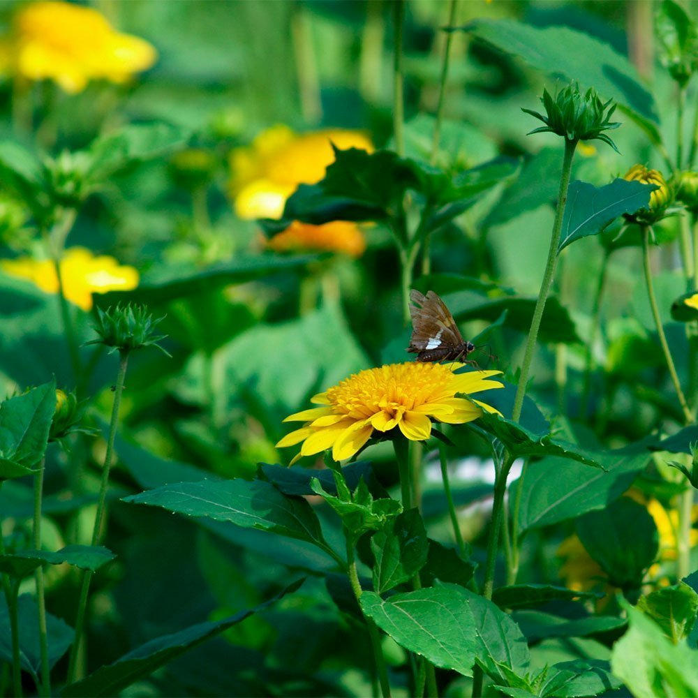 Превью изображения