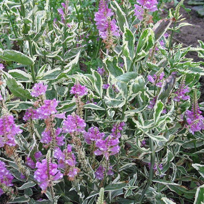 Превью изображения