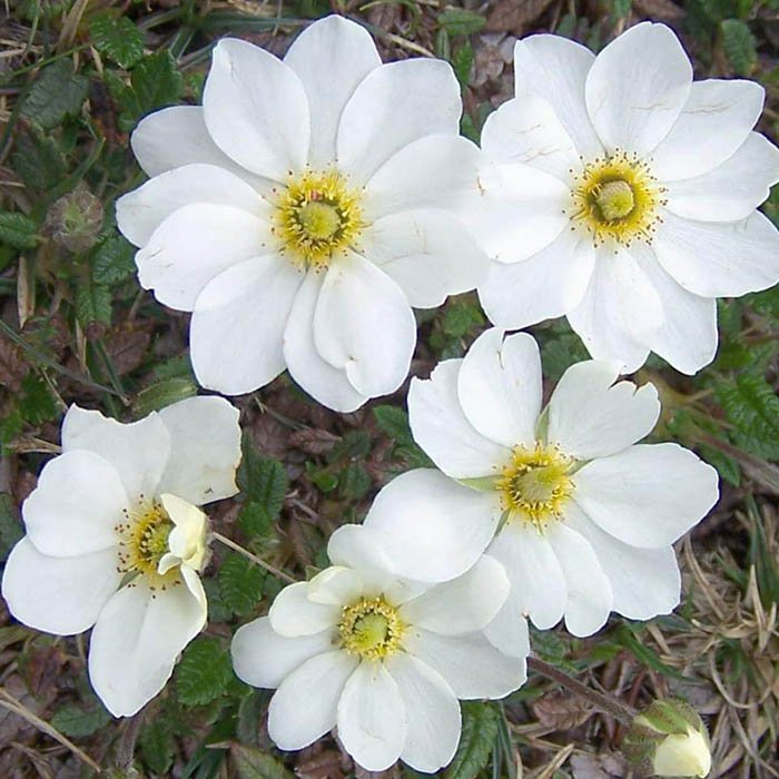 Превью изображения