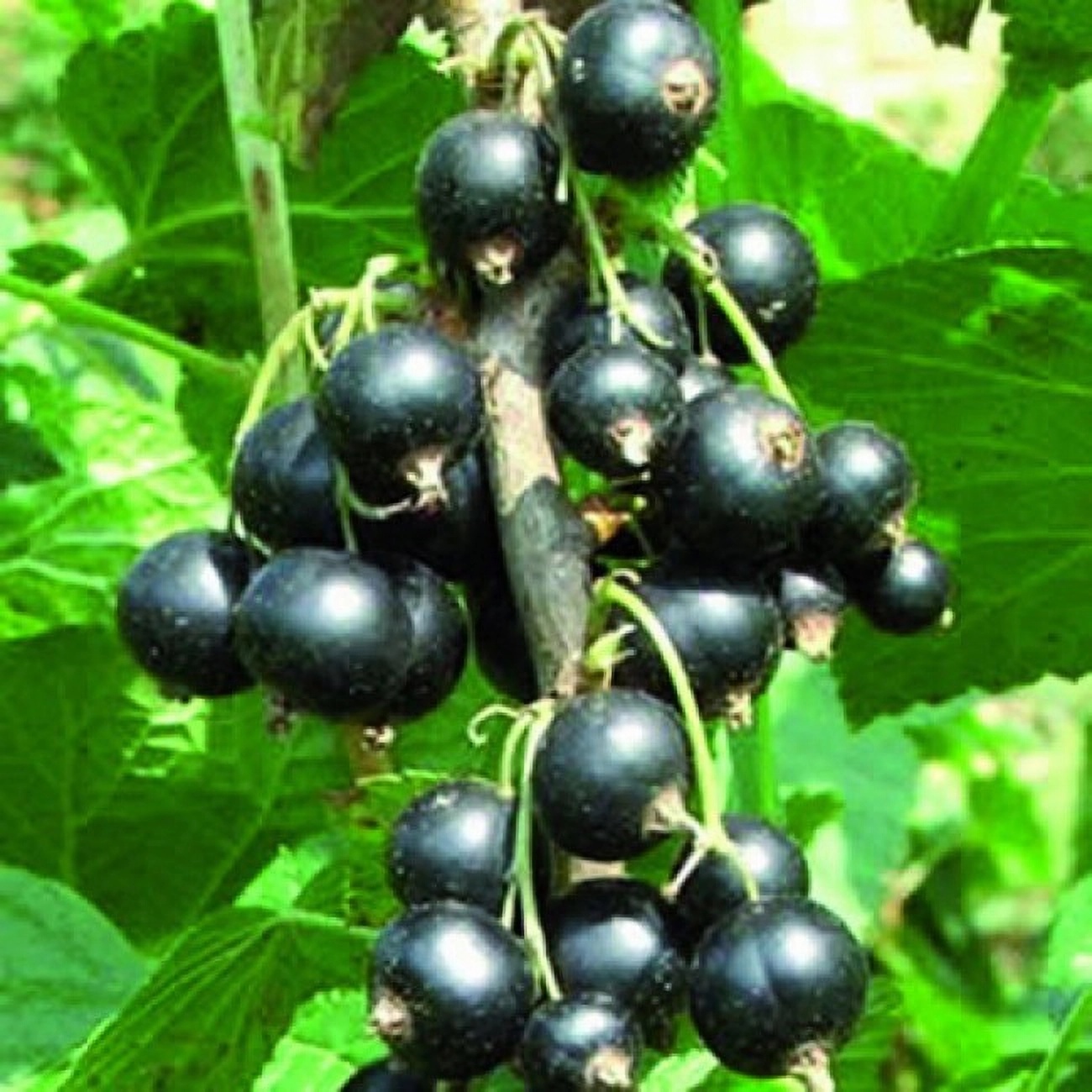 Превью изображения