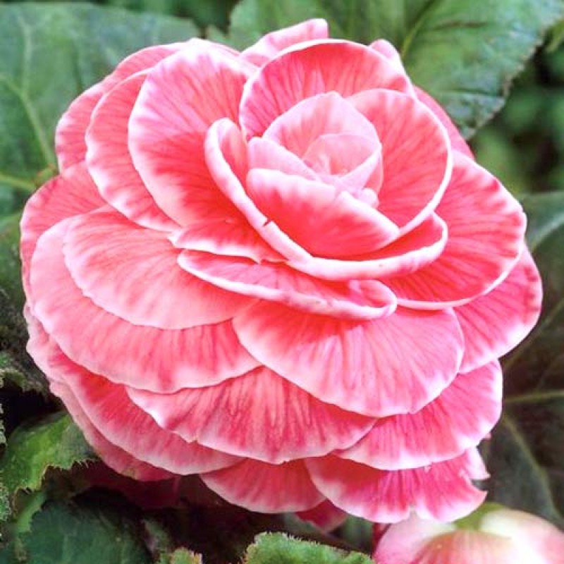 Превью изображения