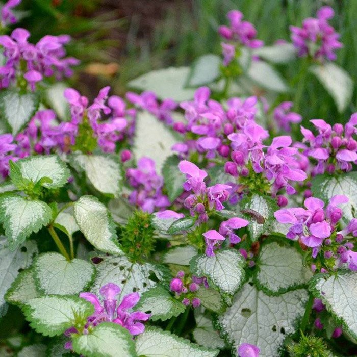 Превью изображения