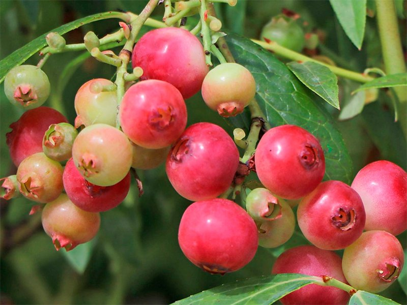 Превью изображения