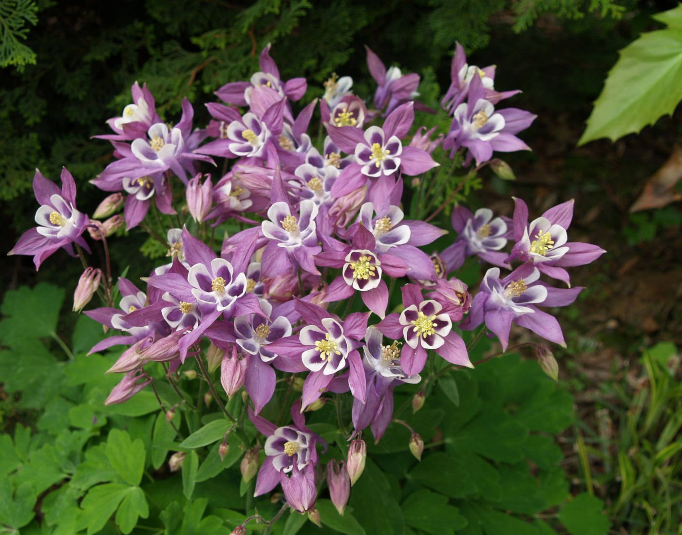 Превью изображения