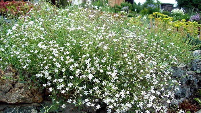 Превью изображения