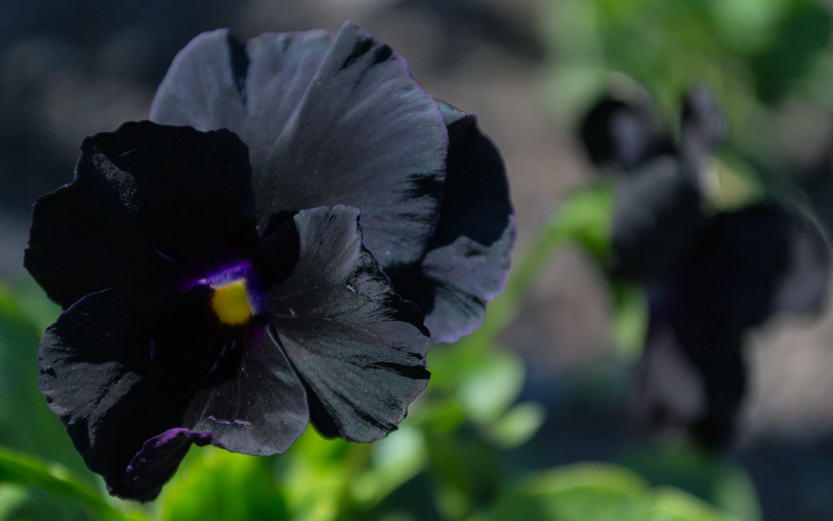 Превью изображения