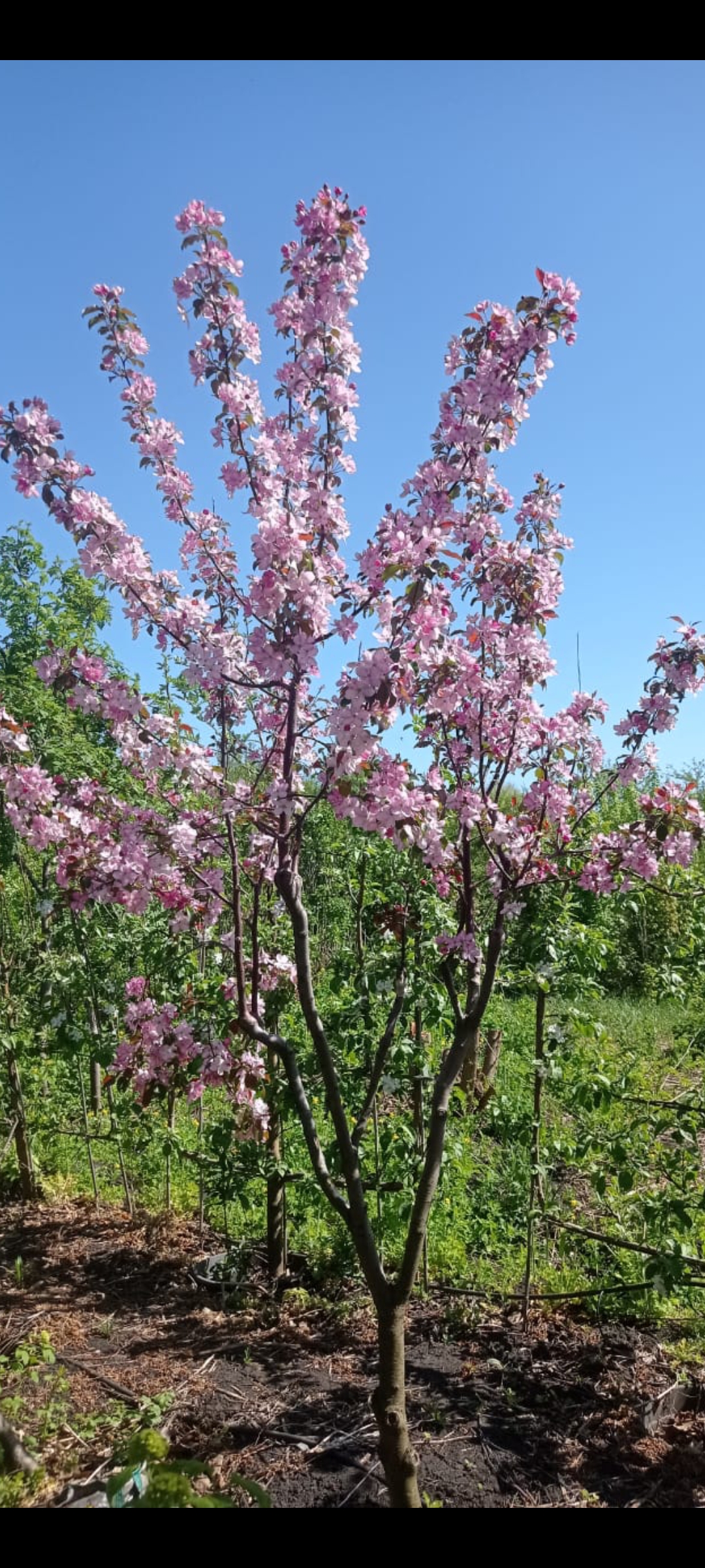 Превью изображения