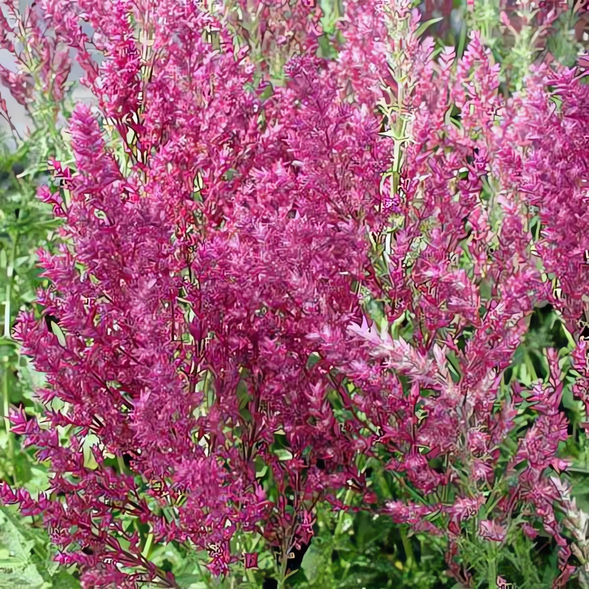 Превью изображения