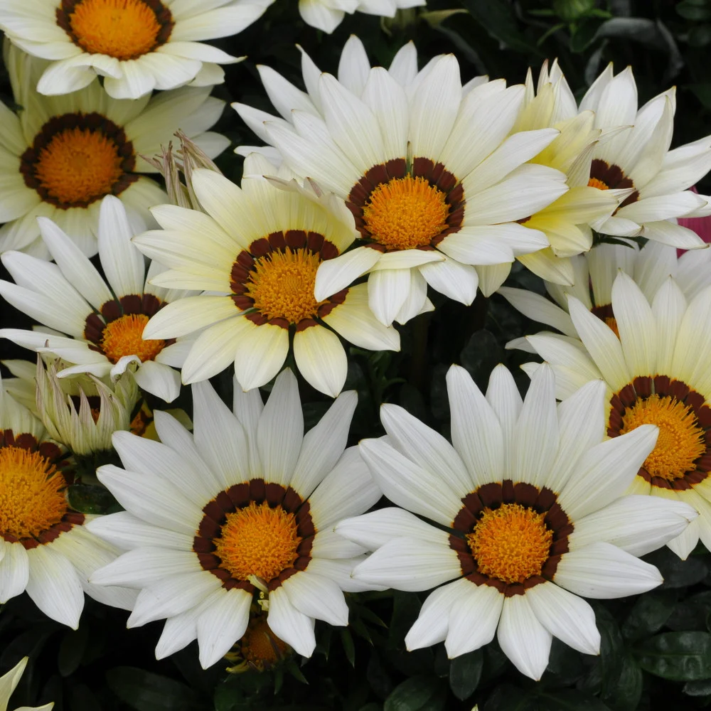 Превью изображения