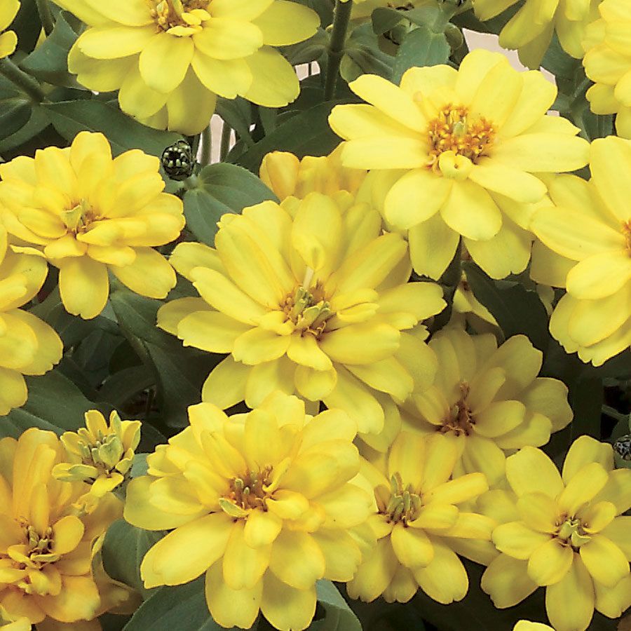 Превью изображения