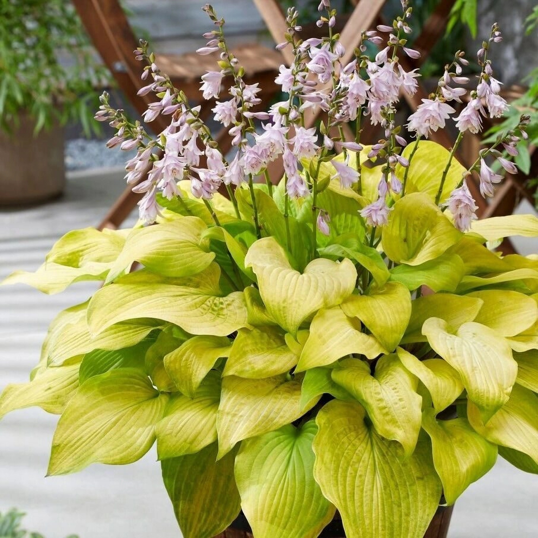 Превью изображения