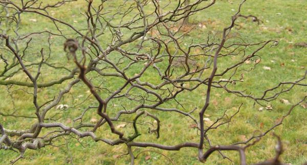 Превью изображения