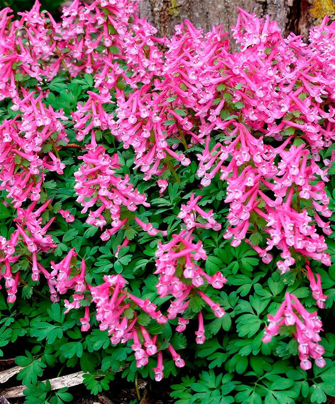 Превью изображения