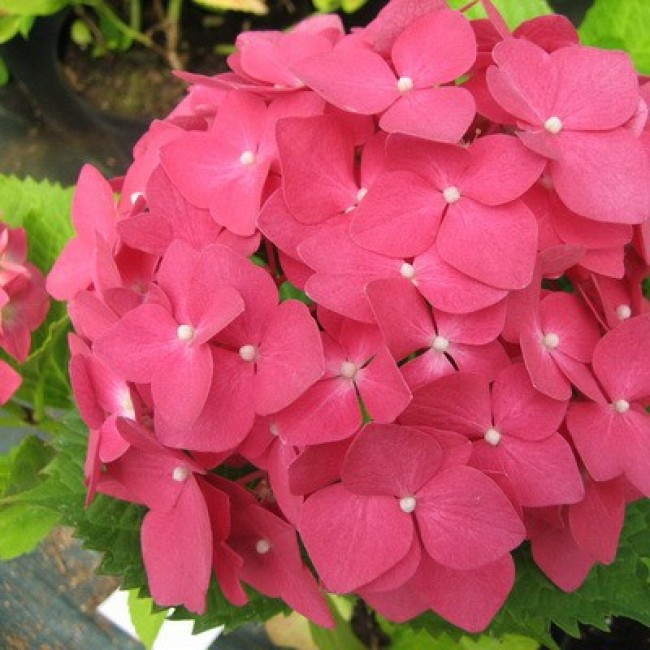 Превью изображения