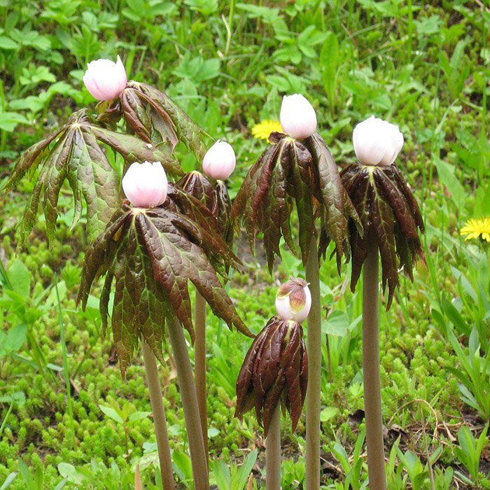 Превью изображения