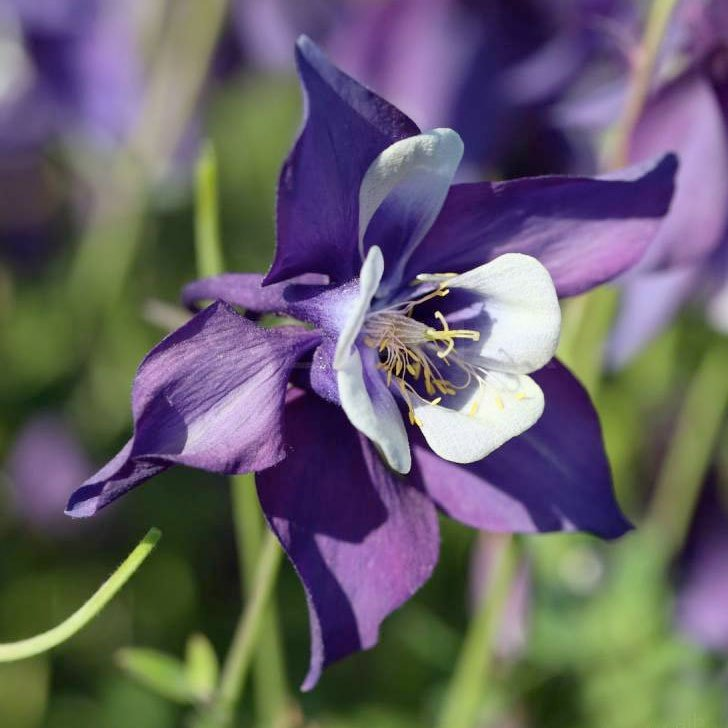 Превью изображения