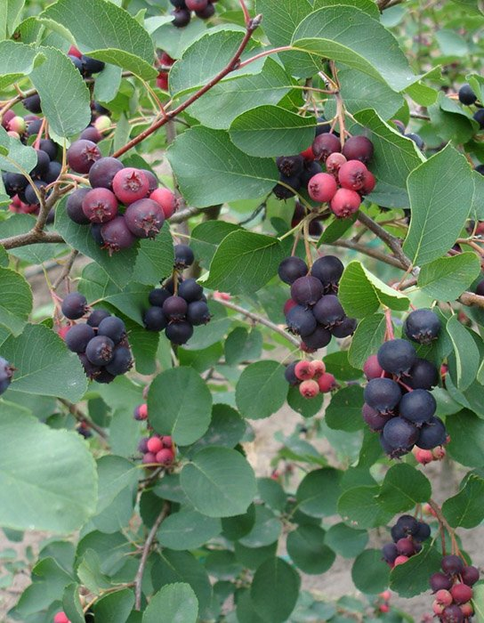 Превью изображения