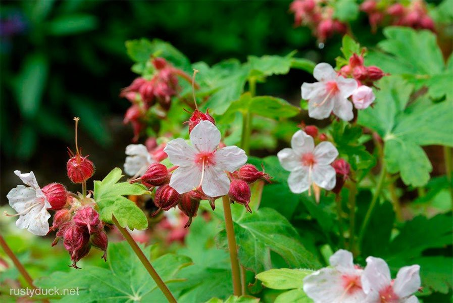 Превью изображения